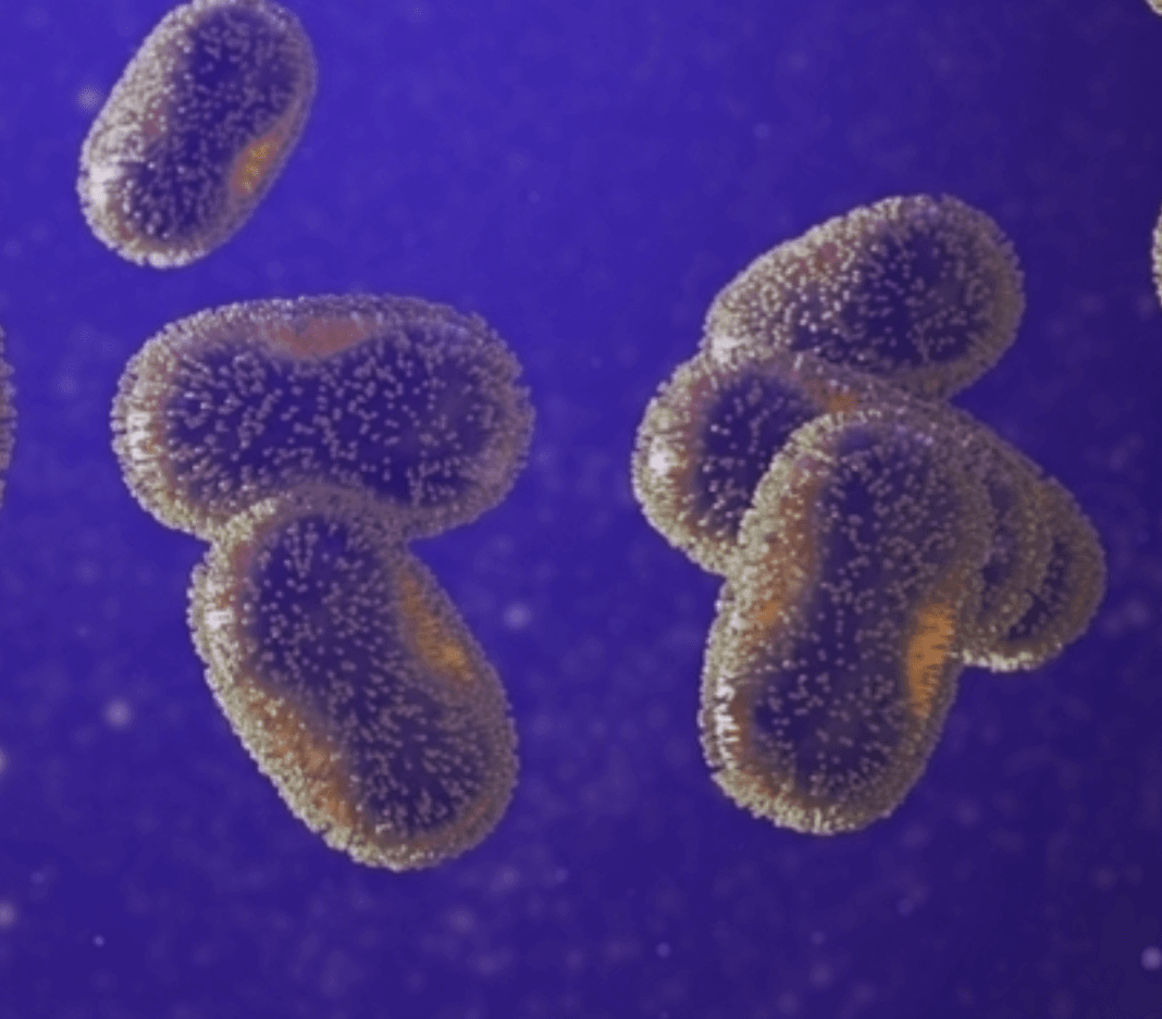 Fransa’da M Çiçeği virüsünün yeni varyantı ilk kez tespit edildi Fransa’da M Çiçeği virüsünün yeni varyantı ilk kez tespit edildi