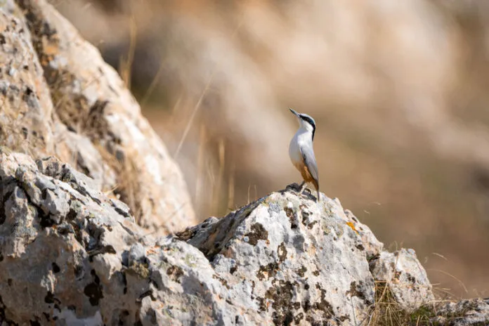 bulbul
